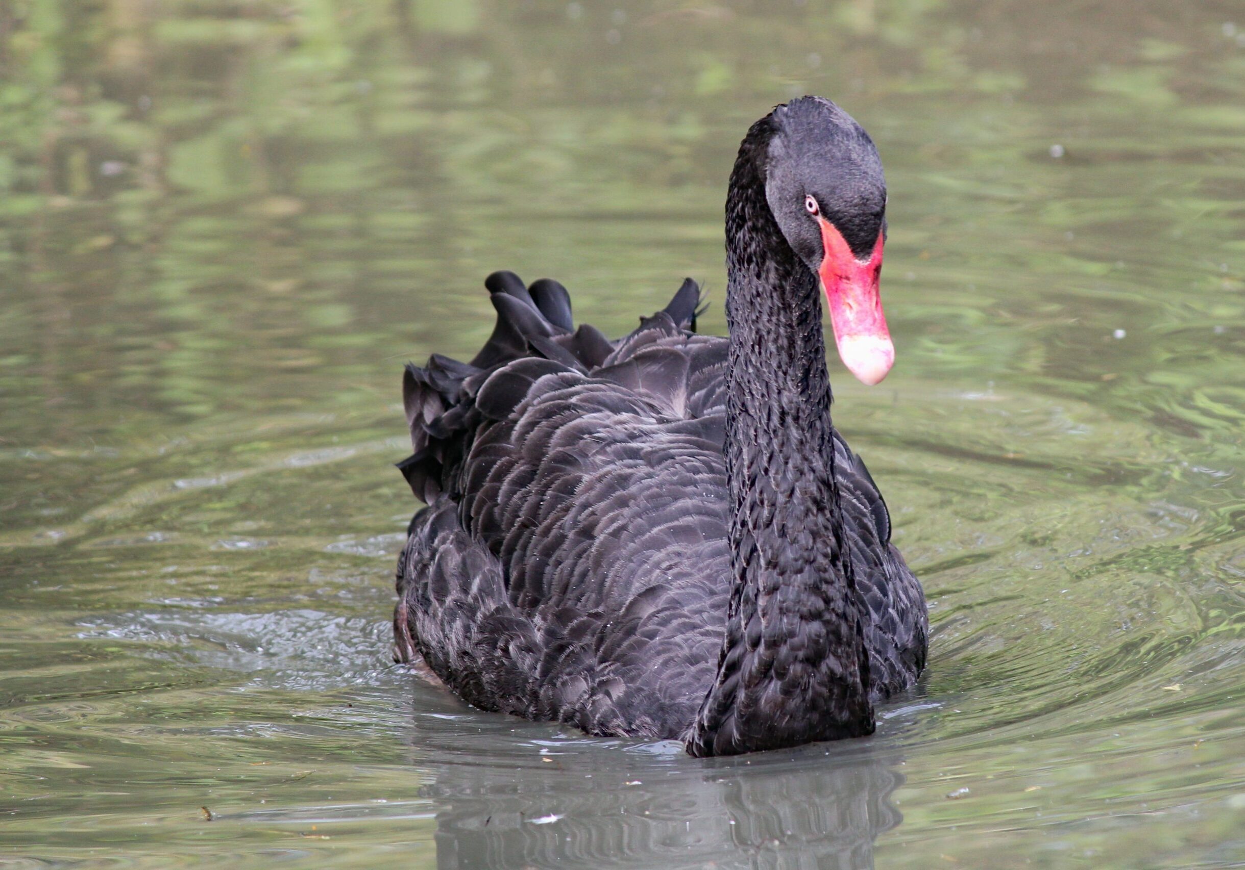 Black Swan